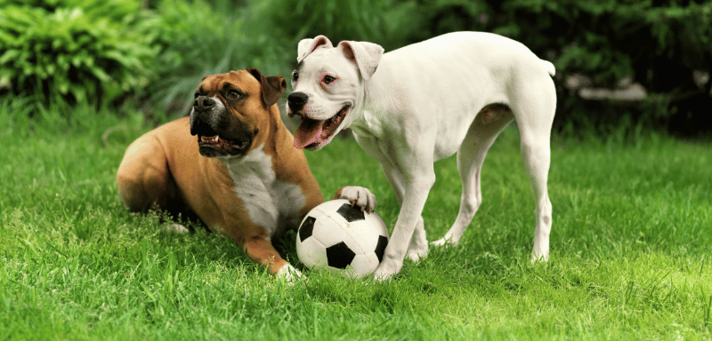 One brown boxer dog lying on the grass and one white boxer dog standing with a soccer ball under its paw, both appearing playful in a green garden.