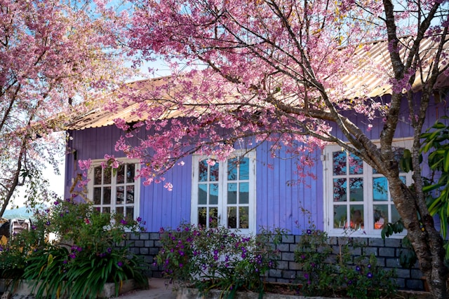 A purple wooden house with white framed windows, surrounded by blooming pink cherry blossom trees and green plants in the garden.