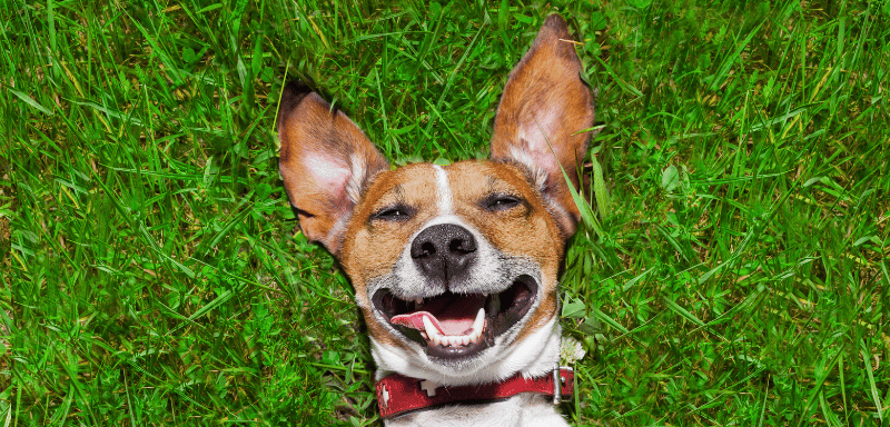 Designing Pet-Friendly Common Areas: Safety, Comfort, and Fun