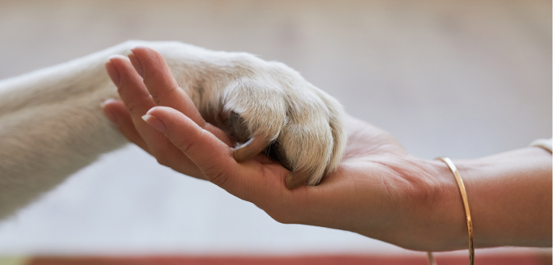 Human hand touching dog's paw.